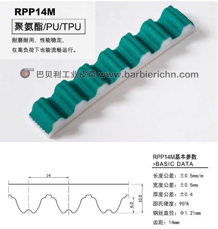 RPP14齒型